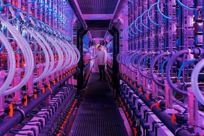 Vaxa baña las microalgas con una luz rosa-violeta (Foto: VAXA)