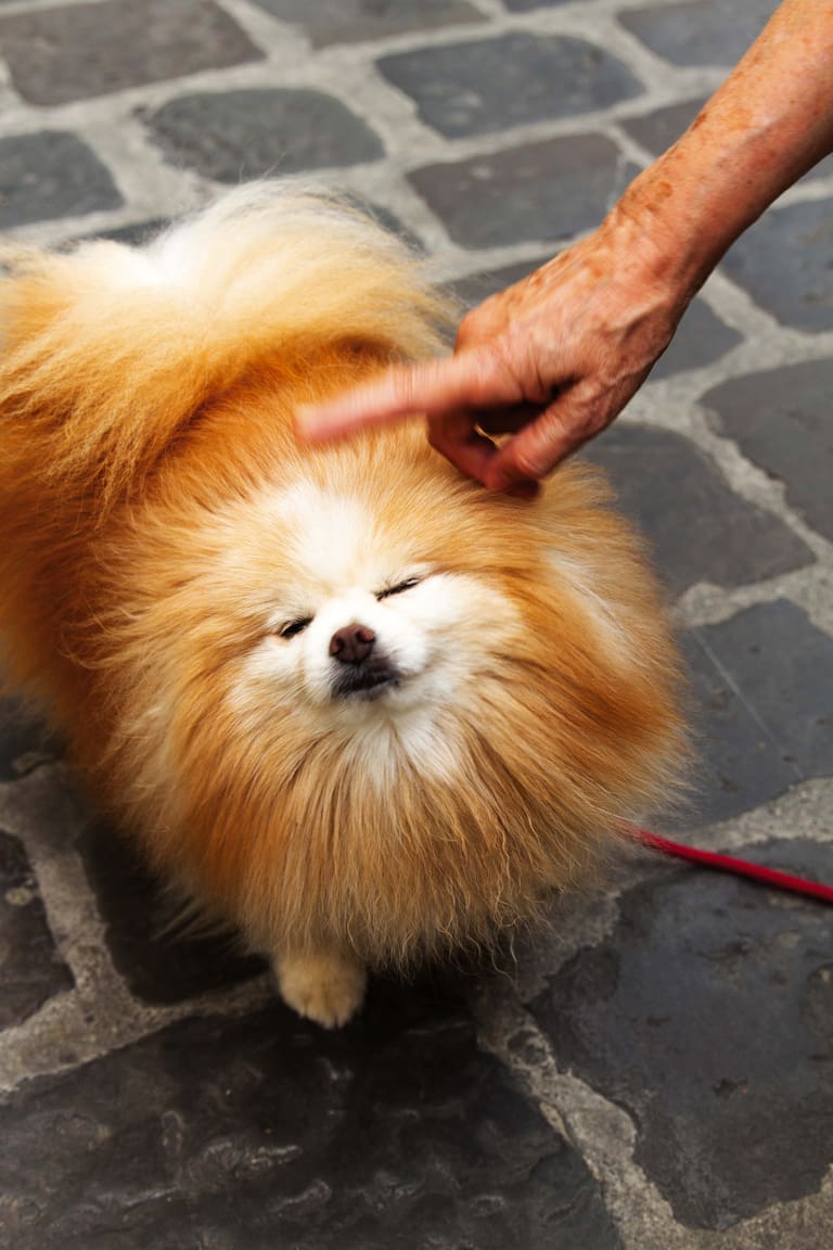 Vecino coqueto de Santo Spirito, en su paseo de la tarde.