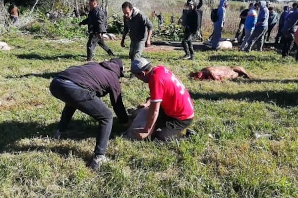 Vecinos de Coronel Vidal faenaron más de 100 cerdos que viajaban en el acoplado de un camión que volcó a la vera de la autovía 2