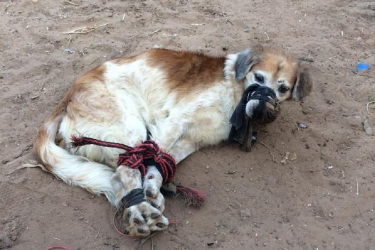 Vecinos encontraron a Shelby tirado con las patas atadas y una mordaza en el hocico