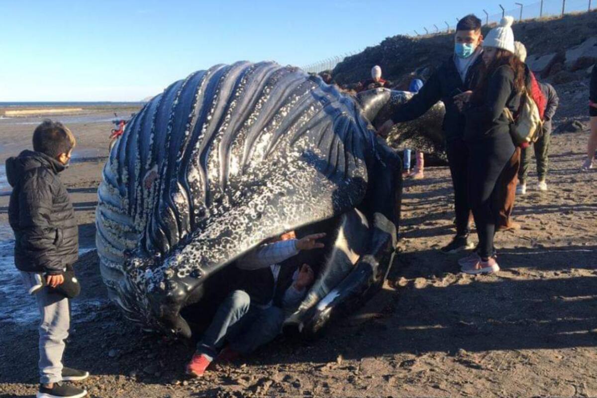 Vecinos subieron a las redes sociales fotografías sobre el lomo del cadáver