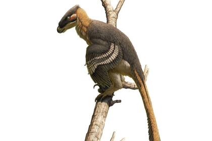 Vectiraptor greeni, un feroz dinosaurio depredador de la Isla de Wight