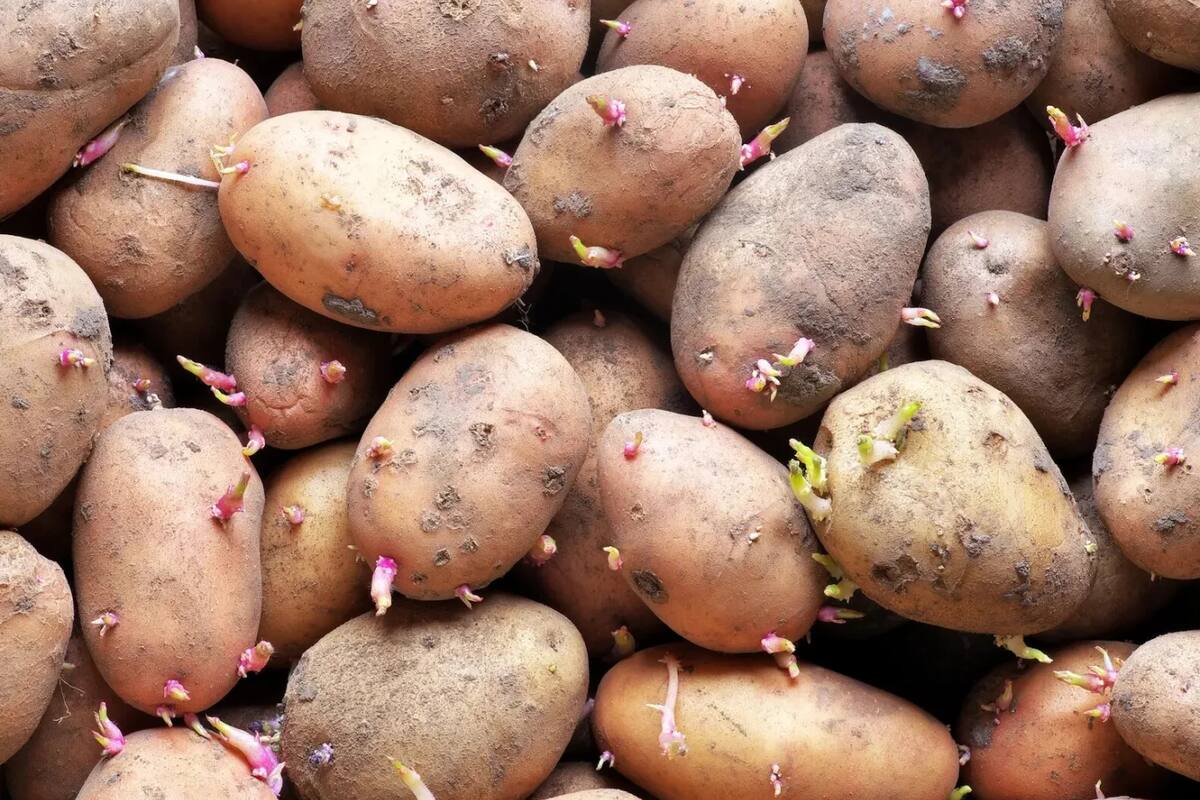 Vegetales brotados, ¿cuáles se pueden comer y cuáles no?