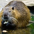 La llegada de los primeros 20 castores a Tierra del Fuego, cómo se inició la plaga que devastó el ecosistema