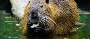 La llegada de los primeros 20 castores a Tierra del Fuego, cómo se inició la plaga que devastó el ecosistema
