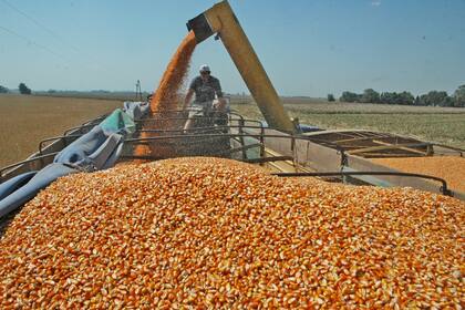 En Rosario las ofertas de los exportadores crecieron de 205 a 215 dólares por tonelada de maíz