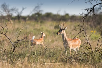 Venado de las pampas en Rincón del Socorro.