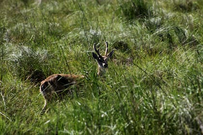 Venado de las Pampas, otra especie reintroducida en los Esteros del Iberá por Rewilding Argentina. En la actualidad hay 150 ejemplares