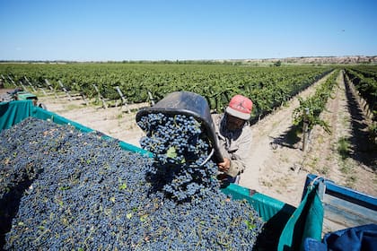 Vendimia 2020 La vitivinicultura argentina sigue firme en el camino de la excelencia
