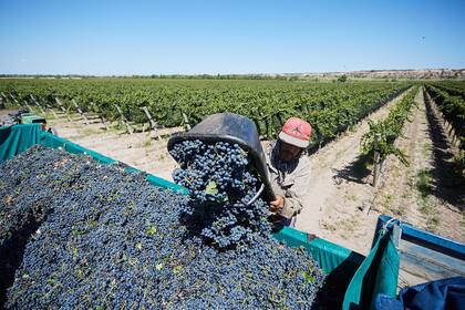 La producción vitivinícola entra en el esquema de "dólar agro"