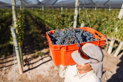 Vendimia. Cosecha en Agrelo, Lujan de Cuyo.