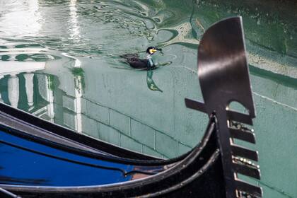El agua se volvió tan transparente que se pueden ver a los peces nadando por debajo y patos paseando por los canales