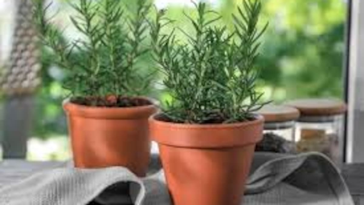 La planta que se recomienda para perfumar los ambientes