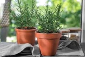 Venerada como una planta que promueve la abundancia, conviene colocar una maceta de romero en la entrada principal de casa o en alguna ventana
