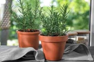 La planta aromática que se recomienda poner en las ventanas
