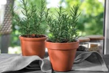 Venerada como una planta que promueve la abundancia, conviene colocar una maceta de romero en la entrada principal de casa o en alguna ventana