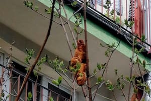 "¡Vengan a buscarla", clamaba una vecina al ver la extraña forma suspendida de un árbol.