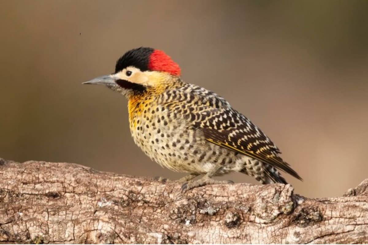 Ver un pájaro con la cabeza roja: el significado detrás de su visita (Foto: Freepik)