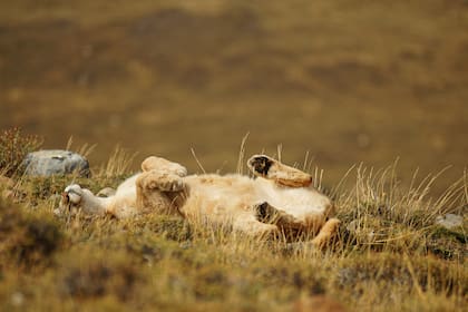 Ver un puma retozar al sol es difícil, pero posible, con paciencia y algo de suerte en PN Torres del Paine.