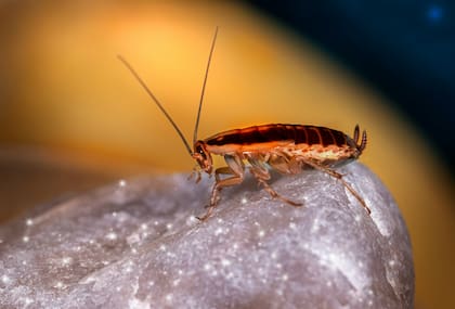 Verano en España: en alerta por una invasión de cucarachas resistentes a los plaguicidas