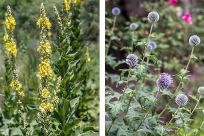 Verbascum thapus y Echinops ritro, dos herbáceas perennes resistentes a los climas desérticos