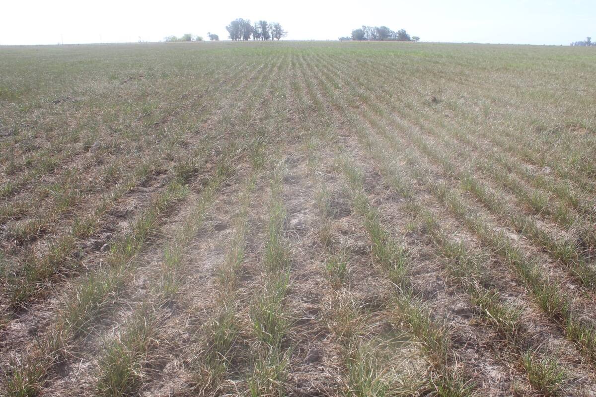 Verdeo de raigrás anual con solo un pastoreo