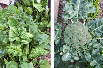 Verduras de color verde, como la espinaca y el brócoli, contienen sustancias que pueden ayudar a retrasar el deterioro cognitivo
