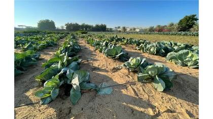 Verduras en campo tratadas con arcilla natural líquida