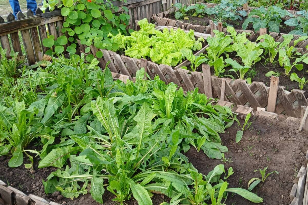 Verduras, una de las actividades en las cárceles