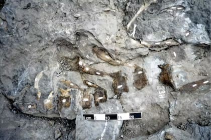 Vértebras de la cola del dinosaurio Arenysaurus en el yacimiento de Blasi.
