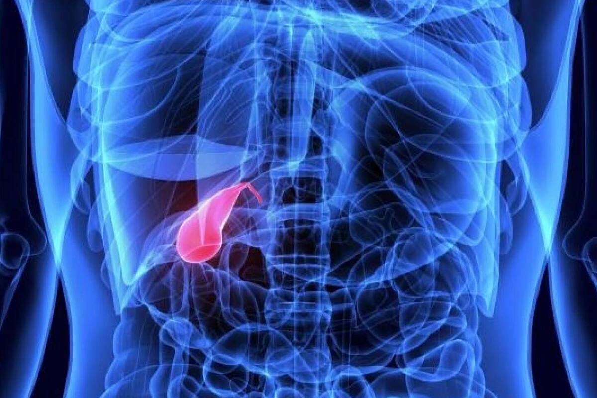 Vesícula biliar. Foto: IStock.