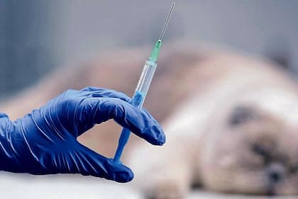 Veterinaria revela dura información sobre “dormir” a los perritos: “No los dejen solos”