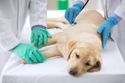 Veterinaria revela dura información sobre “dormir” a los perritos: “No los dejen solos”