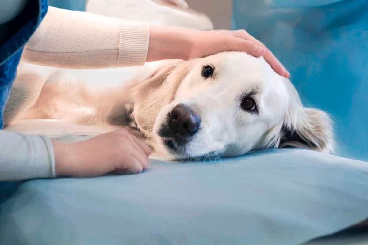 Veterinaria revela dura información sobre “dormir” a los perritos: “No los dejen solos”