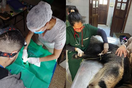 Veterinarios buscan donaciones para realizar un operativo sanitario en El Impenetrable