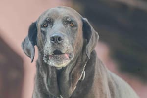 Las señales que da un perro antes de morir