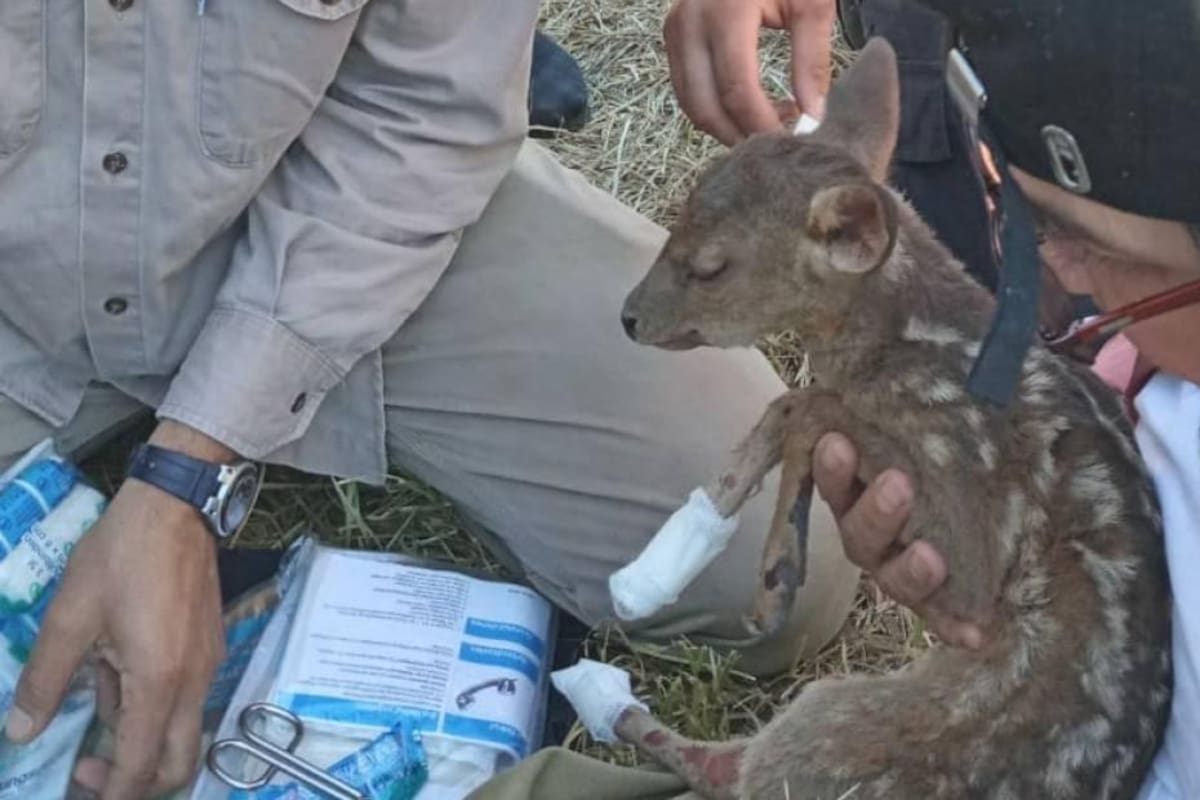 Veterinarios rescatan y curan a una cría de venado de las pampas que escapó de los incendios en Corrientes