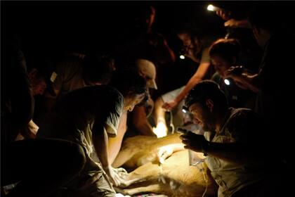 Veterinarios trabajan para curar las heridas que el fuego dejó en un ciervo de los pantanos durante los incendios en Corrientes
