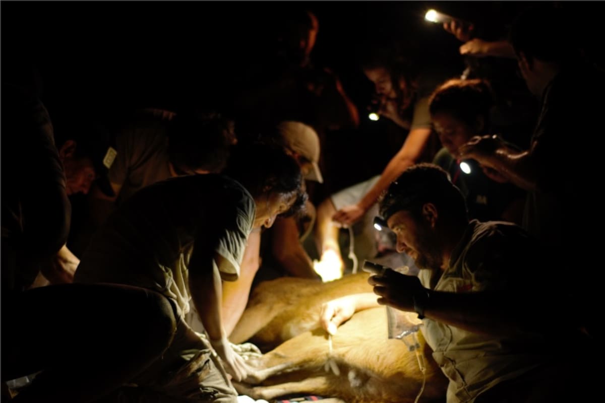 Veterinarios trabajan para curar las heridas que el fuego dejó en un ciervo de los pantanos durante los incendios en Corrientes