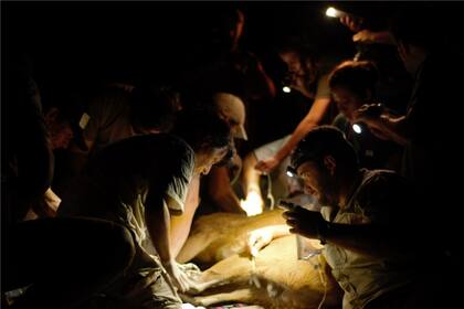 Veterinarios trabajan para curar las heridas que el fuego dejó en un ciervo de los pantanos durante los incendios en Corrientes