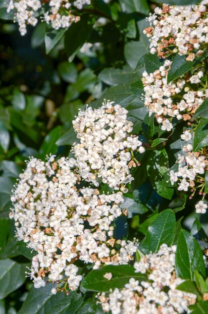 Viburnum tinus, con sus ramilletes blanco rosados que funcionan como pequeños focos de luz en el jardín