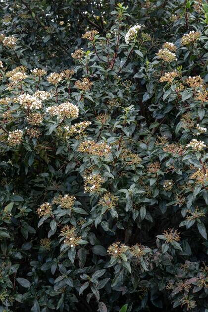 Viburnum tinus o durillo resiste heladas, florece en invierno y da frutos que atraen aves