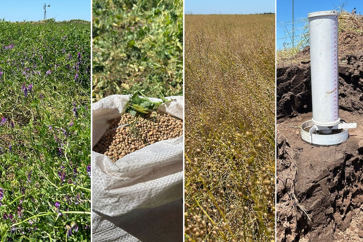 Vicia como cultivo de servicio; arveja en doble cultivo y camelina para opción de cultivo de invierno con renta. Todo con la necesidad de tener raíces vivas de manera permanente para el cuidado del suelo