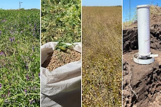La fórmula exitosa de un campo para darle un salto de valor y productividad al suelo