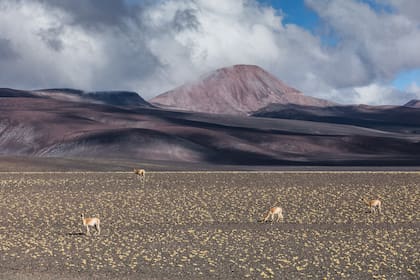 Vicuñas, camélidos andinos que aparecen arriba de los 3.000 metros de altura