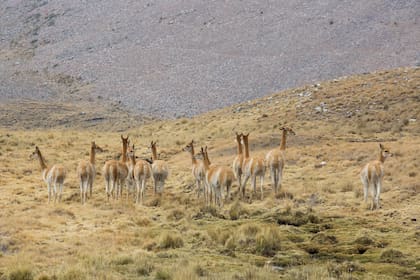 Vicuñas en el camino de Yavi a Santa Victoria Oeste.