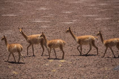 Vicuñas en la puna salteña. Foto: Sebastián Pani