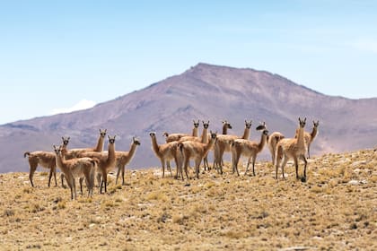 Vicuñas en zona de Quebrada.