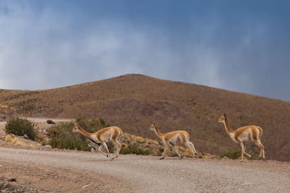 Vicuñas sobre la RN 40, en la Puna.