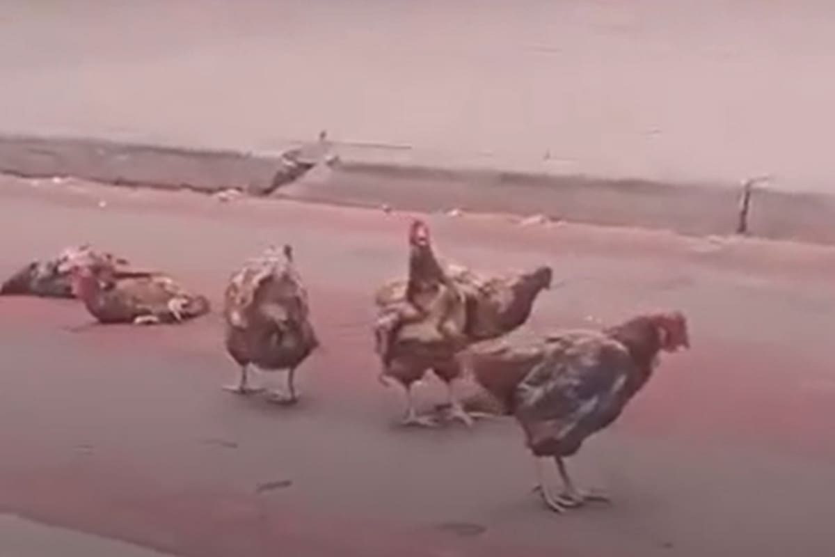 Video: arrojaron gallinas a la sede de Nacional en la antesala del clásico ante Peñarol por Liga AUF Uruguaya
